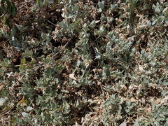 Atriplex maximowicziana