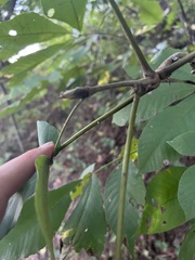 Carya tomentosa
