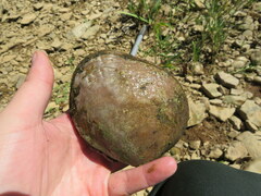 Cyclonaias tuberculata