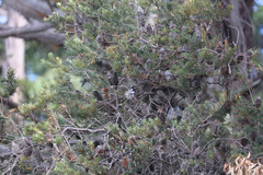 Phylidonyris novaehollandiae