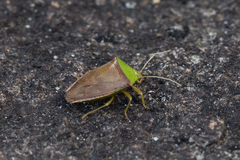 Hypoxys triangularis