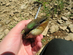 Cyclonaias tuberculata