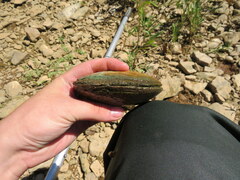 Cyclonaias tuberculata