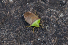 Hypoxys triangularis