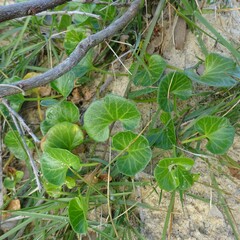 Calystegia soldanella