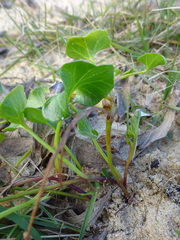 Calystegia soldanella