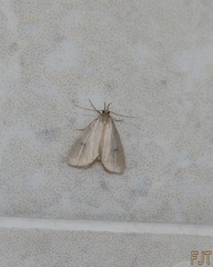 Erebidae