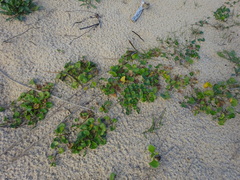 Calystegia soldanella