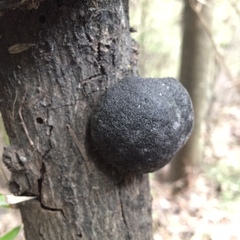 Daldinia concentrica