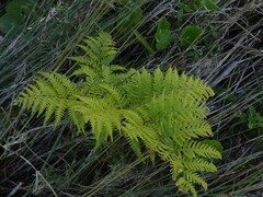Pteris tremula