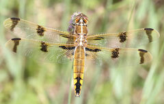 Libellula semifasciata