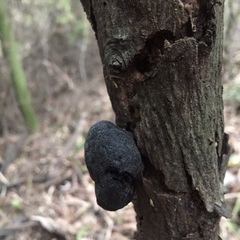 Daldinia concentrica