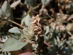 Atriplex maximowicziana