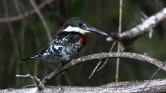 Chloroceryle americana