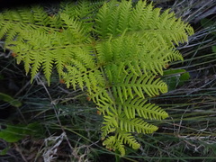 Pteris tremula