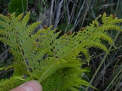 Pteris tremula