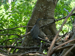Tigrisoma mexicanum
