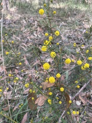 Acacia brownii