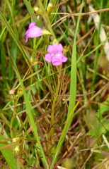 Agalinis tenuifolia