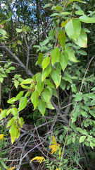 Populus balsamifera