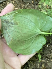 Parallelomma vittatum