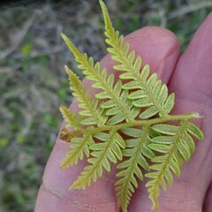 Pteris tremula
