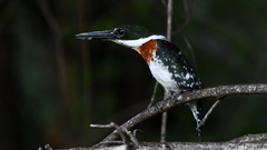 Chloroceryle americana