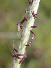 Elionurus barbiculmis