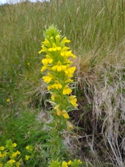 Bellardia viscosa