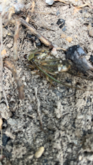 Neotibicen pruinosus