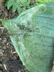 Parallelomma vittatum