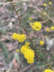 Acacia brownii