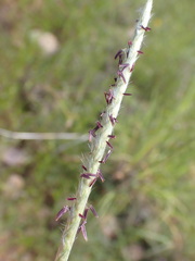 Elionurus barbiculmis