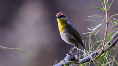 Basileuterus rufifrons