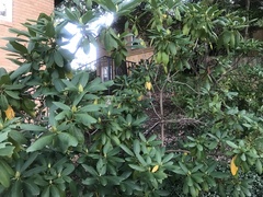 Rhododendron maximum