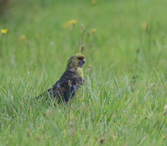 Platycercus caledonicus