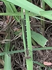 Argia sedula
