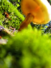 Heimiomyces tenuipes