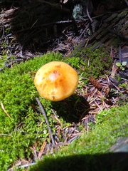 Heimiomyces tenuipes