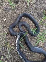 Pantherophis alleghaniensis