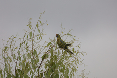 Platycercus caledonicus