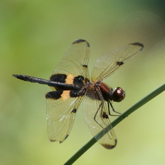 Rhyothemis phyllis