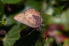 Callophrys augustinus