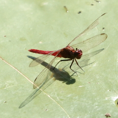 Rhodothemis lieftincki