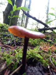 Heimiomyces tenuipes