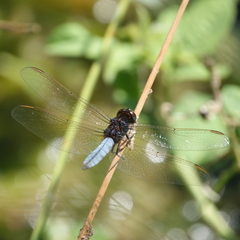 Crocothemis nigrifrons