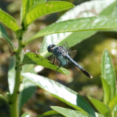 Diplacodes trivialis