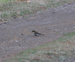 Melithreptus affinis