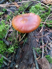 Heimiomyces tenuipes