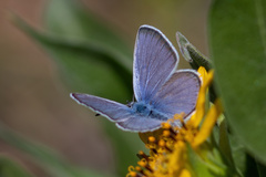 Glaucopsyche lygdamus